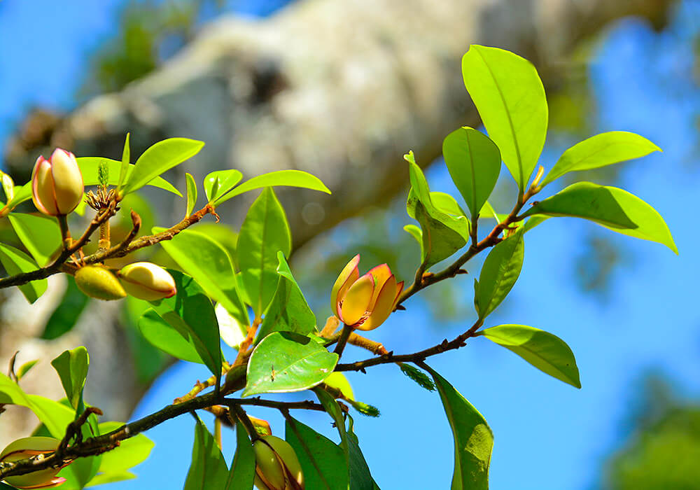 カラタネオガタマの木