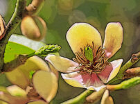 カラタネオガタマの植物図鑑と育て方