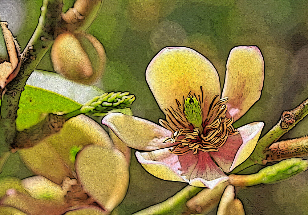 カラタネオガタマの植物図鑑と育て方