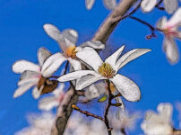 コブシの植物図鑑と育て方