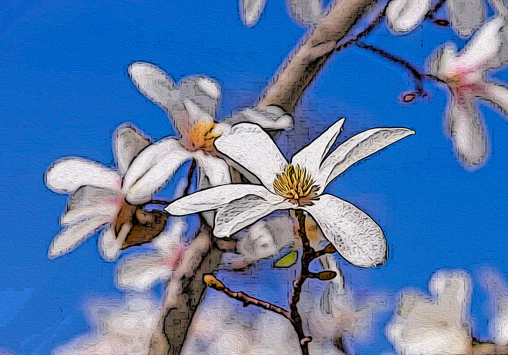 コブシの植物図鑑と育て方