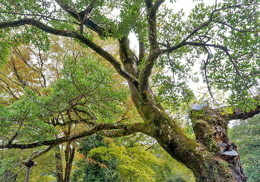 オガタマノキの木