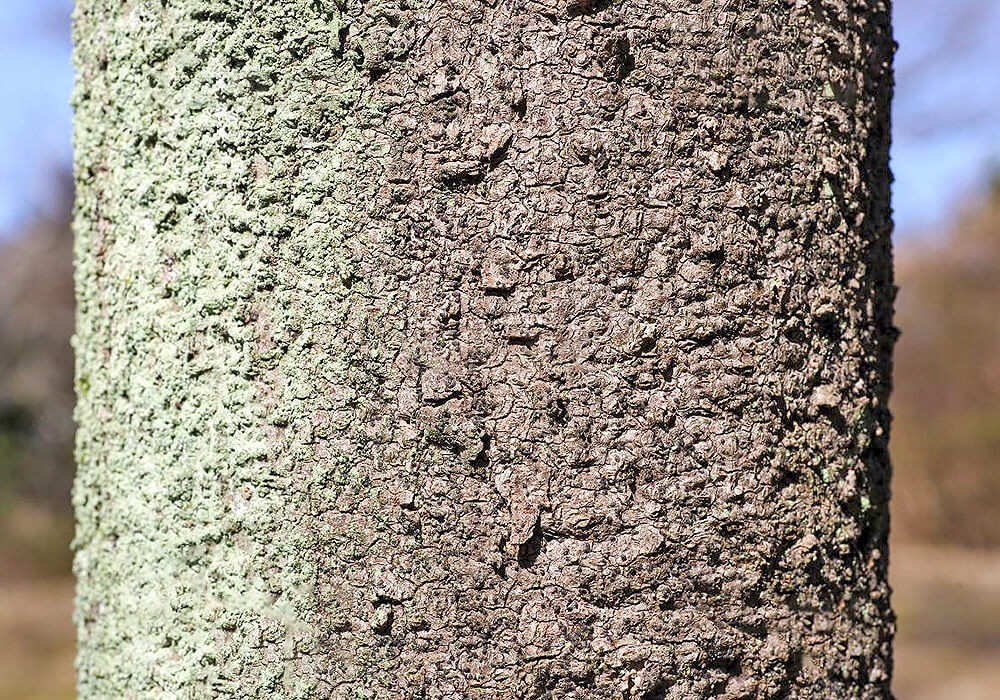 オガタマノキの樹皮