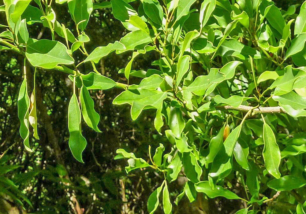 オガタマノキの葉