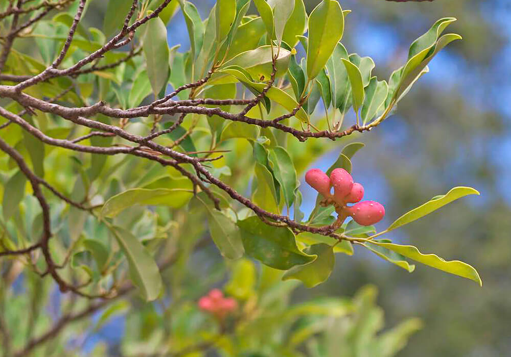 オガタマノキの果実