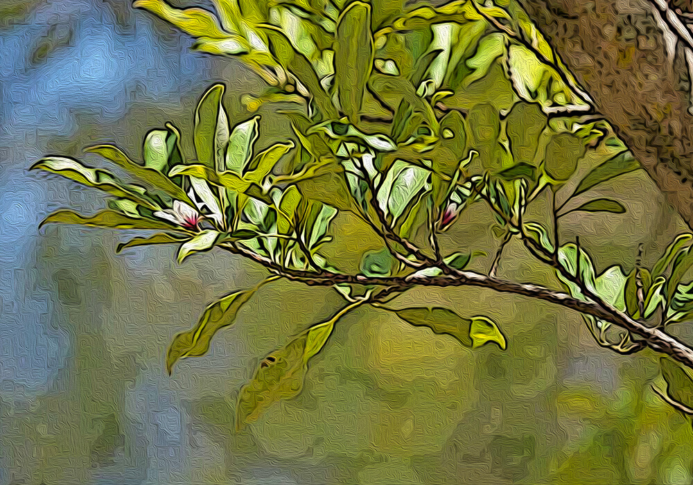 オガタマノキの植物図鑑と育て方