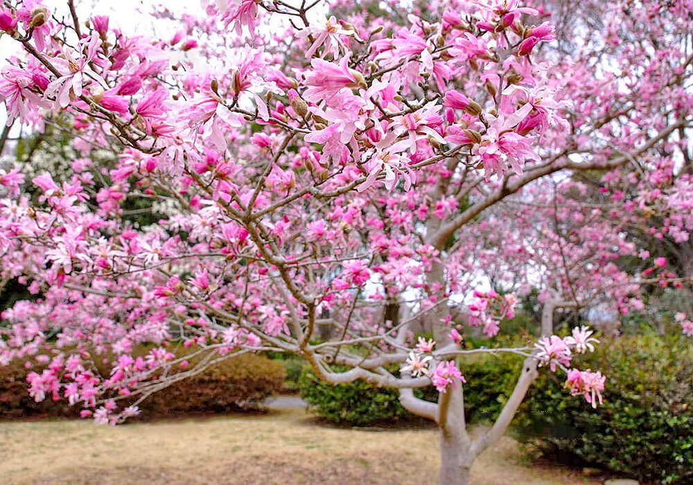 シデコブシの木