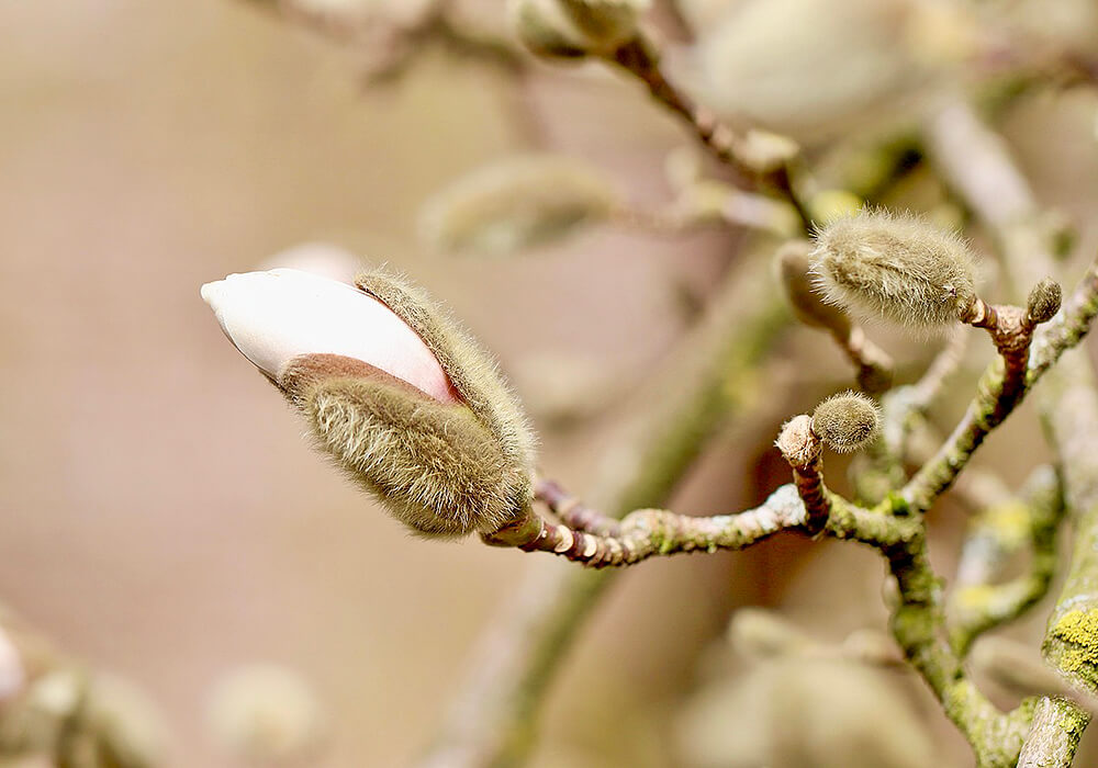 シデコブシの蕾
