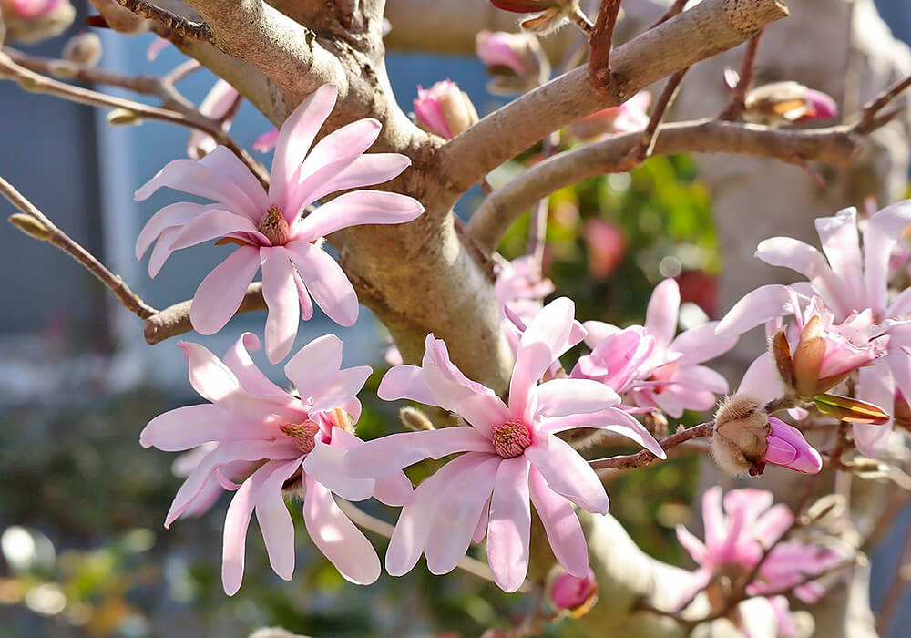 シデコブシのピンクの花