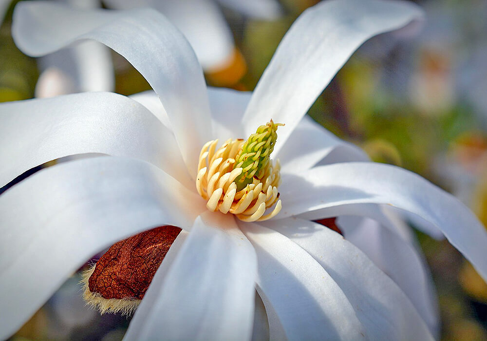 シデコブシの花の拡大