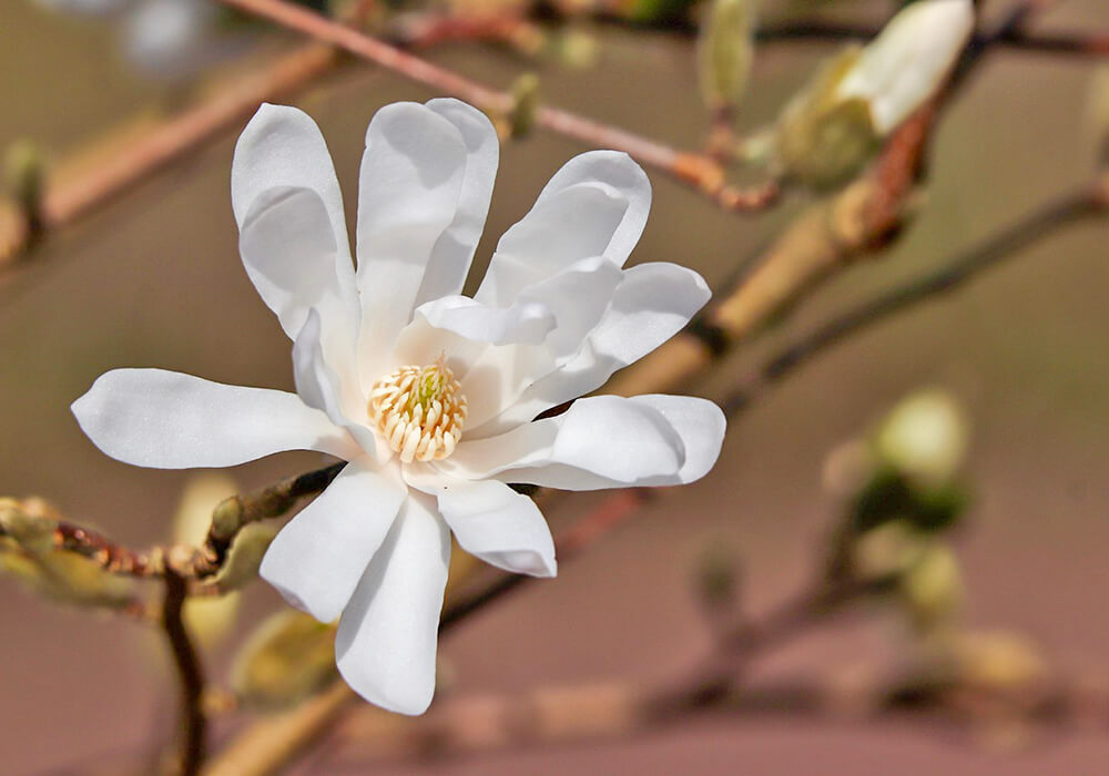 シデコブシの開花