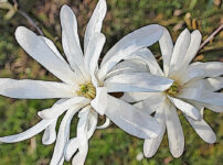 シデコブシの植物図鑑と育て方