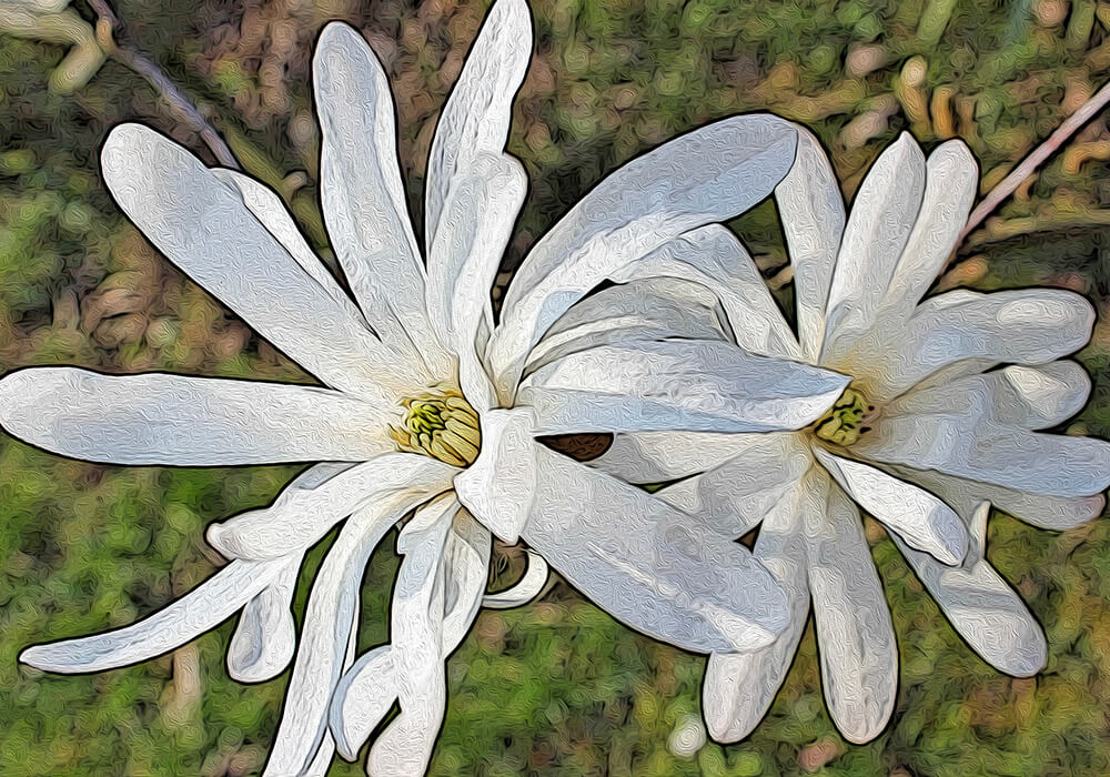 シデコブシの植物図鑑と育て方