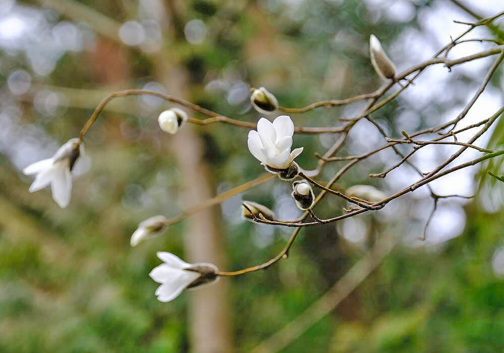 タムシバの花と蕾