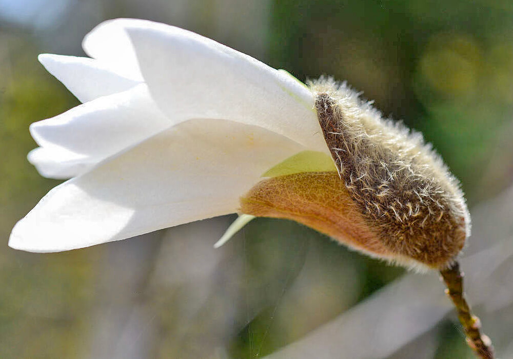 タムシバの冬芽
