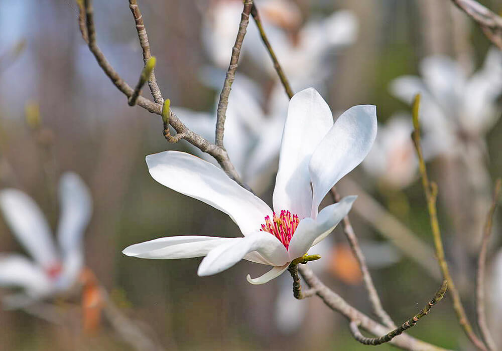 タムシバの開花