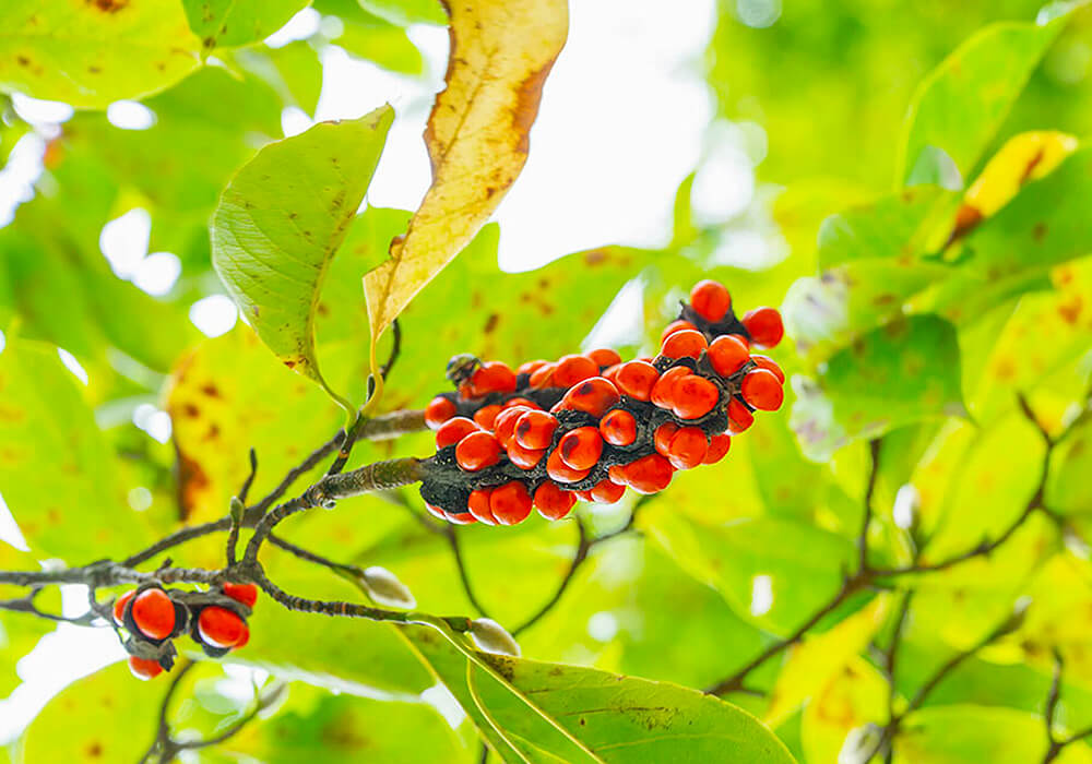 タムシバの果実