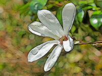 タムシバの植物図鑑と育て方