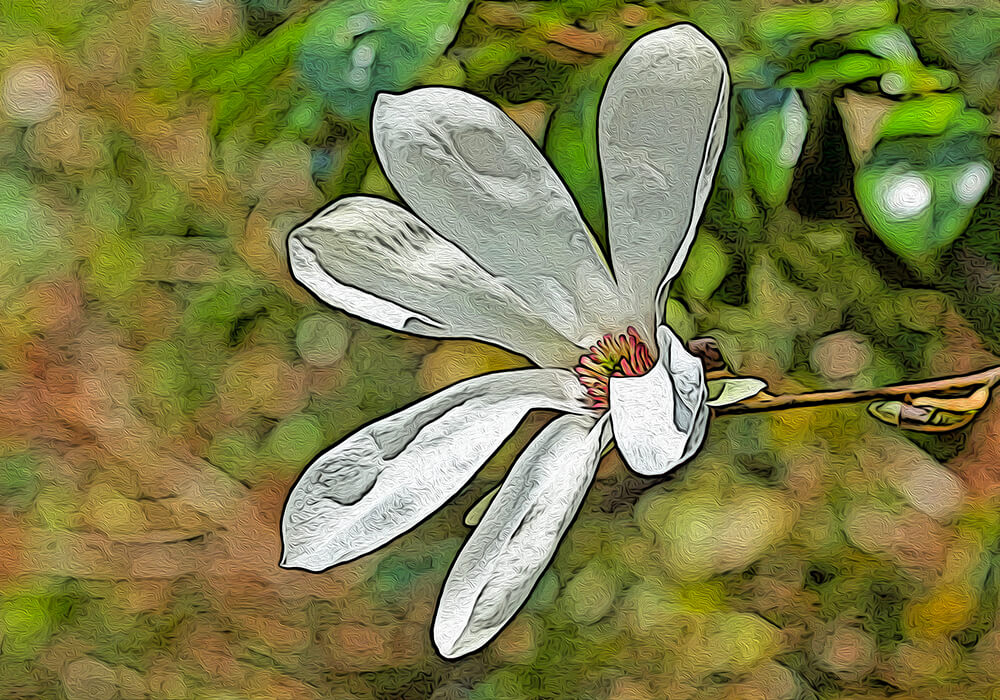 タムシバの植物図鑑と育て方