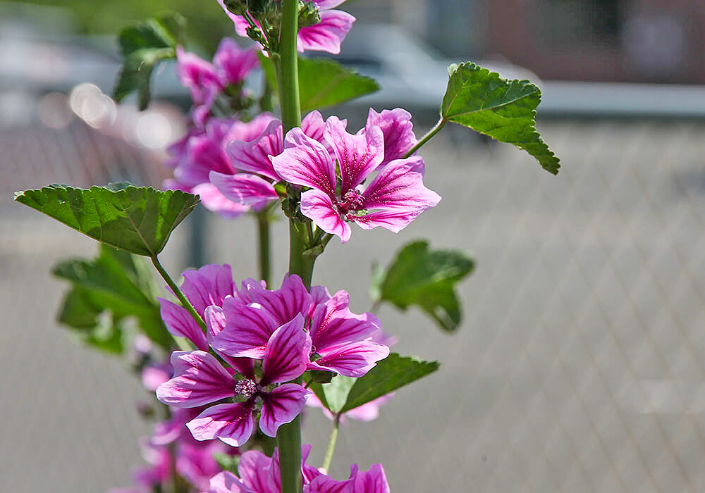 ゼニアオイの花と葉
