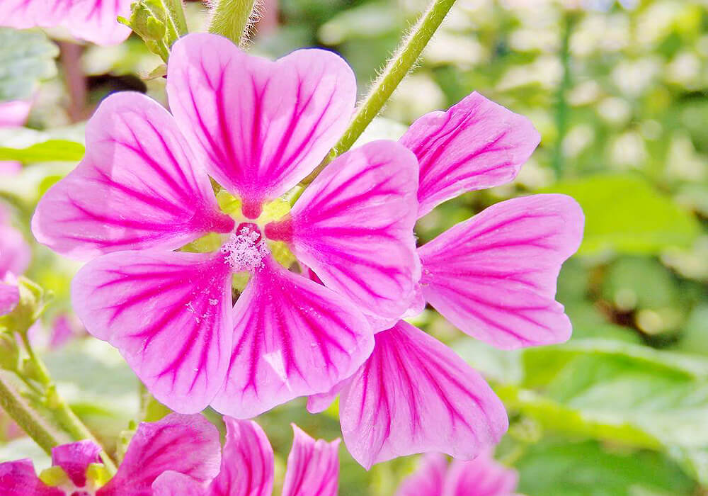 ゼニアオイの花の拡大