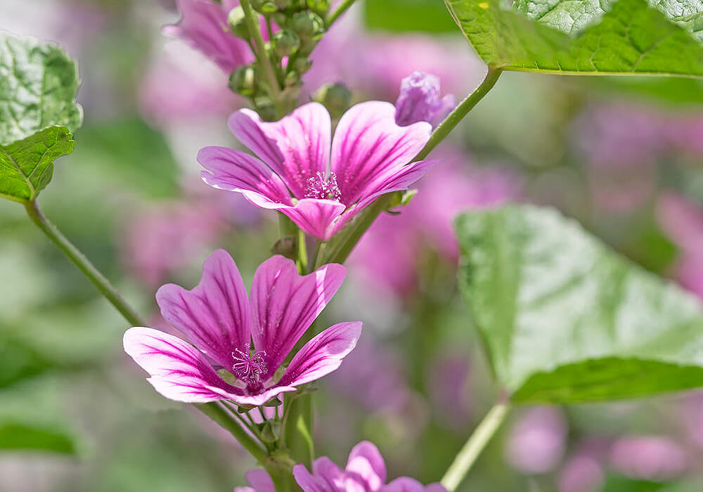 ゼニアオイの開花