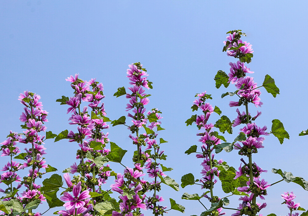 成長したゼニアオイ