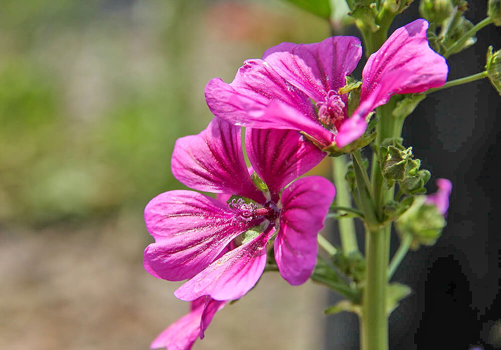 ゼニアオイの花