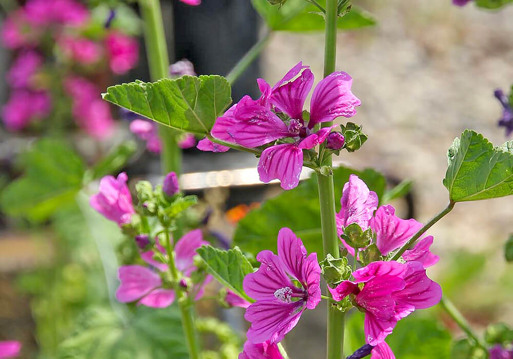 ゼニアオイの花と蕾