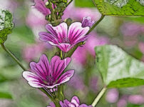 ゼニアオイの植物図鑑と育て方