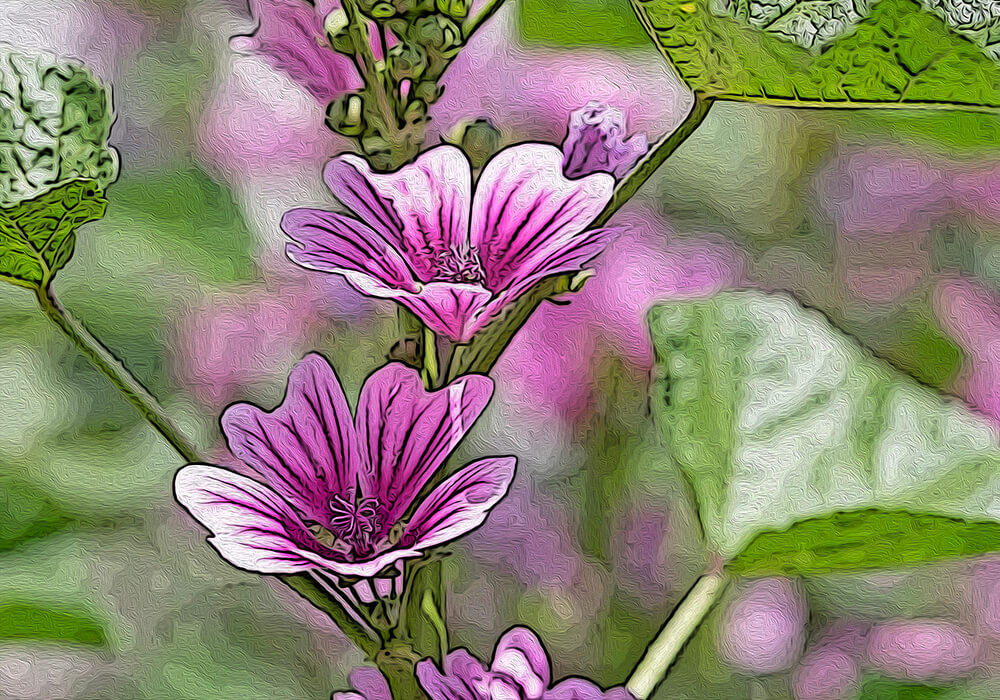 ゼニアオイの植物図鑑と育て方