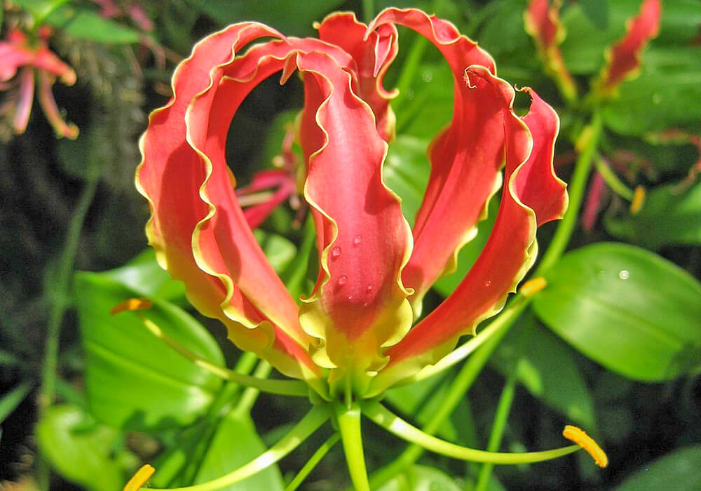 グロリオサの花