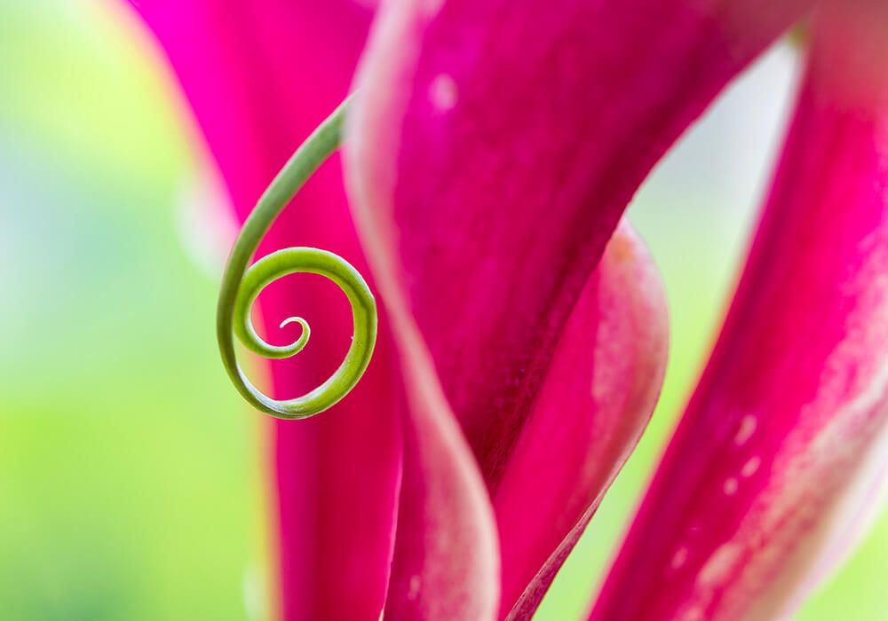 グロリオサの巻きひげ