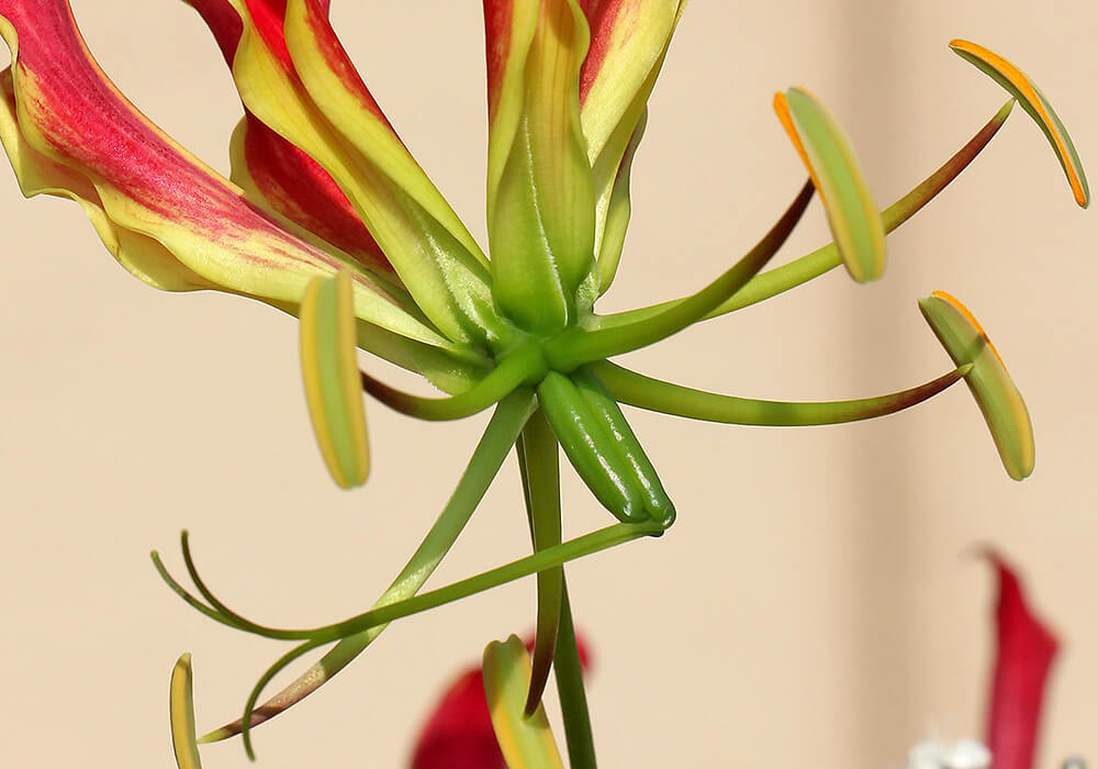 グロリオサの花柱