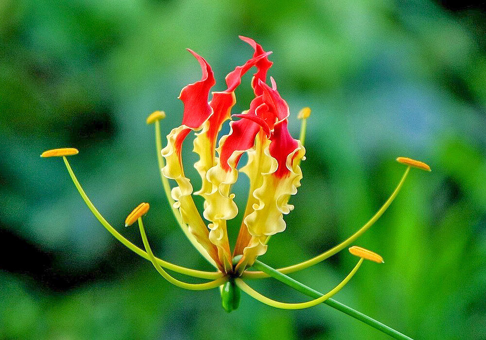 グロリオサの開花