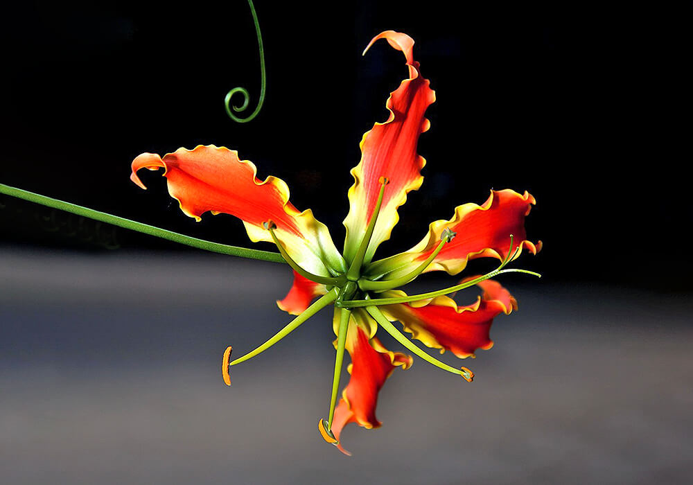 グロリオサの花と巻きひげ