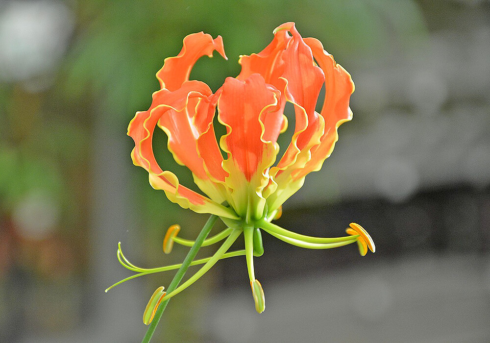 グロリオサのオレンジの花