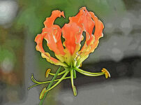 グロリオサの植物図鑑と育て方