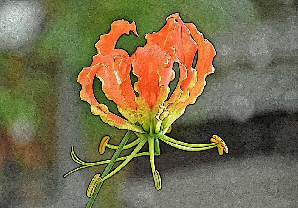 グロリオサの植物図鑑と育て方