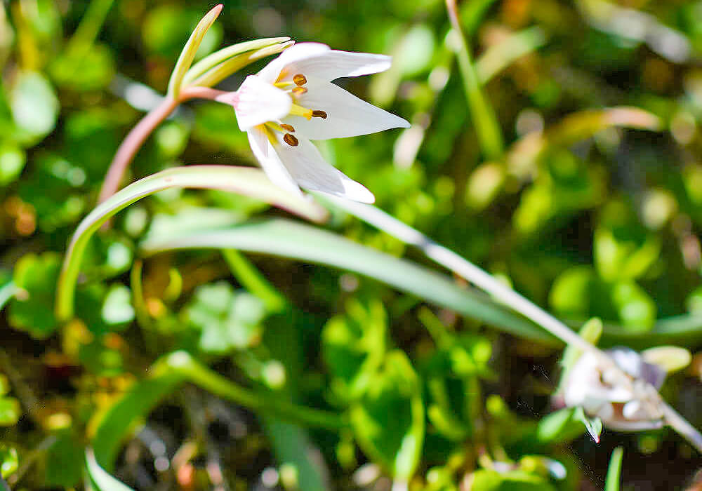 自生するアマナ