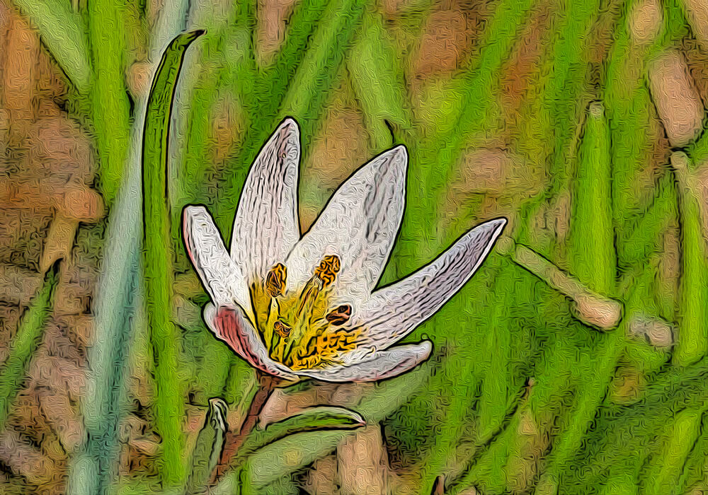 アマナの植物図鑑と育て方