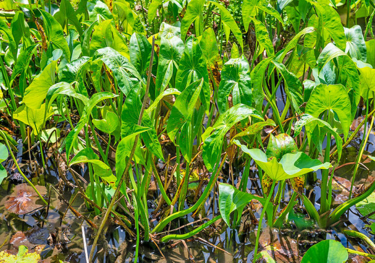 クワイ(慈姑)の育て方と植物の特徴をわかりやすく解説