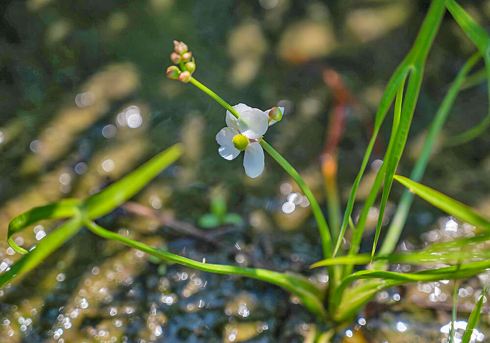 オモダカの開花