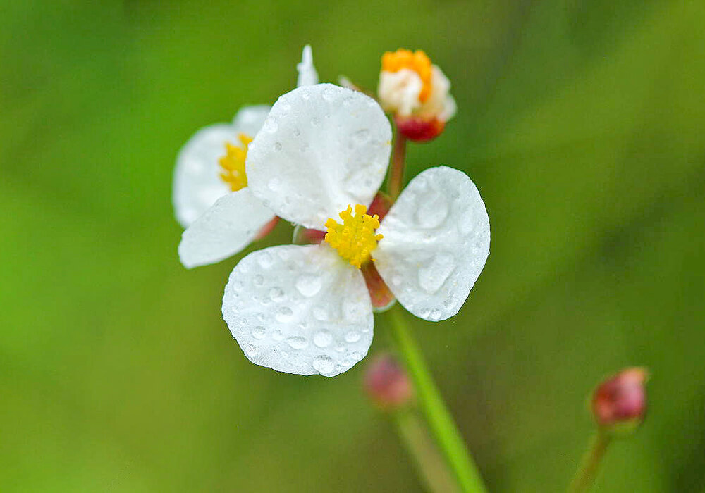 オモダカの花の拡大