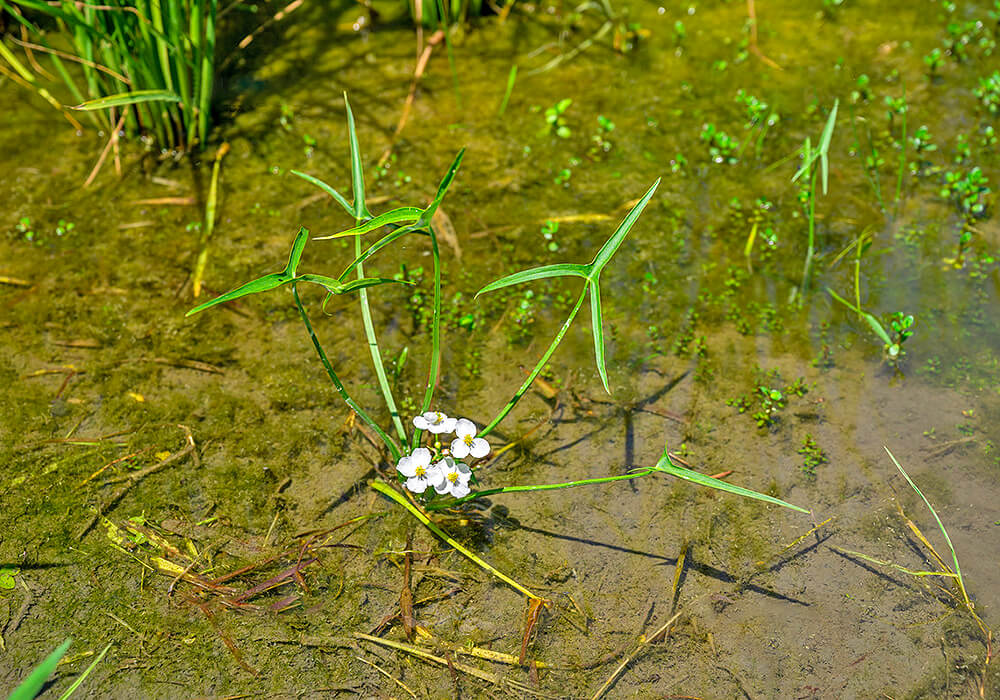 水辺のオモダカ