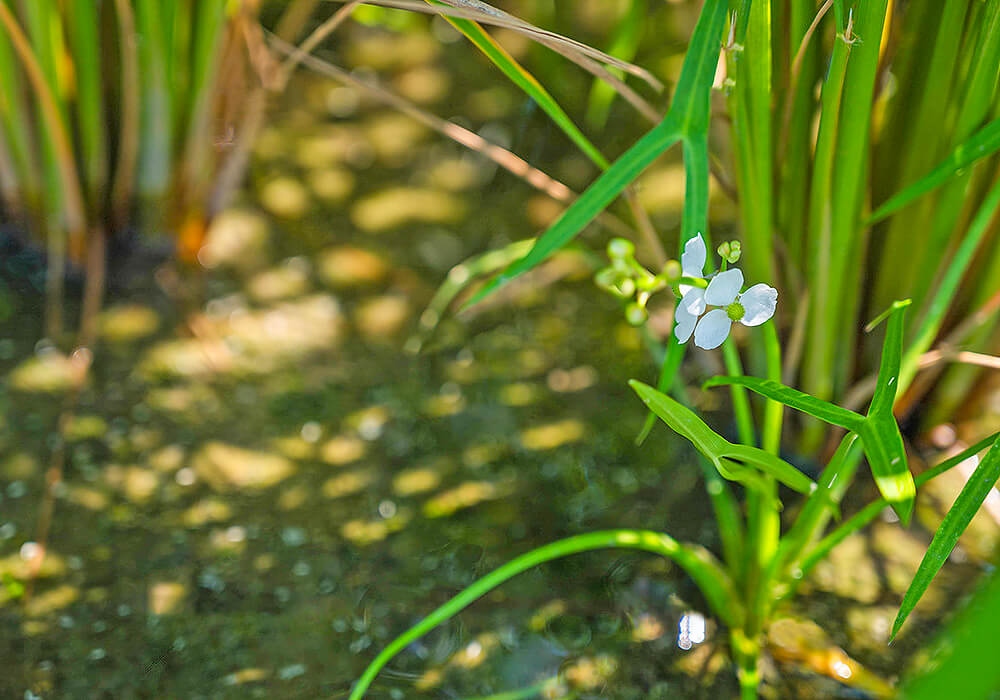 オモダカの自生