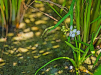 オモダカの植物図鑑と育て方