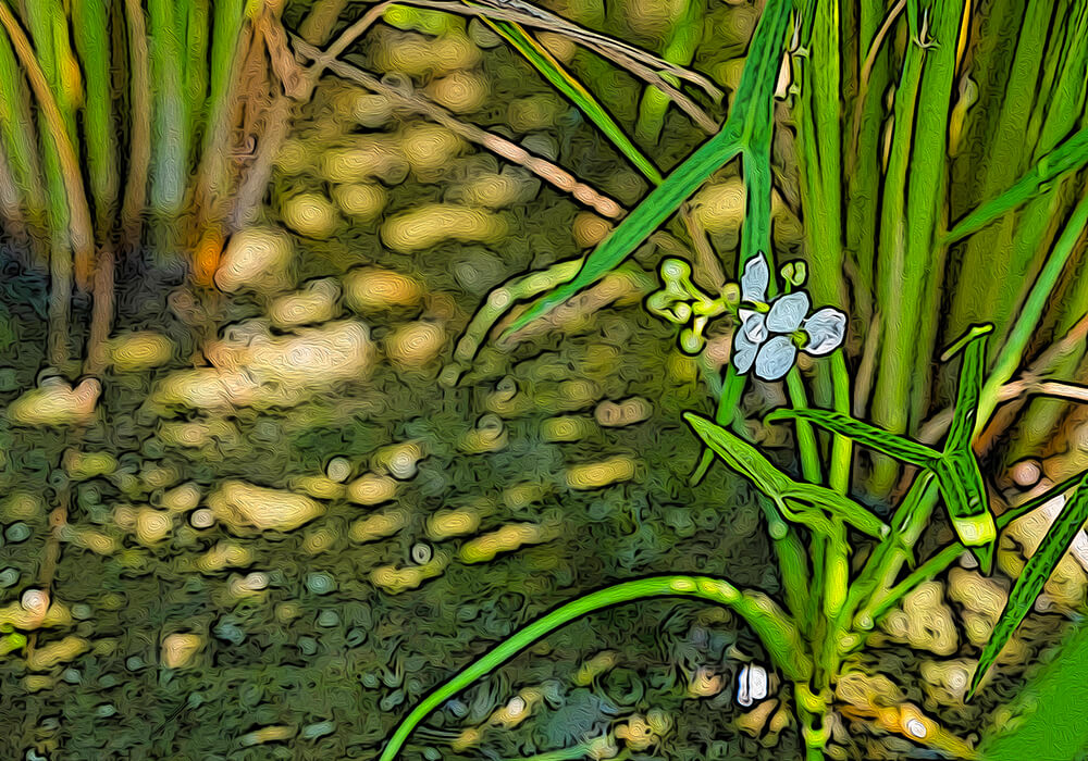 オモダカの植物図鑑と育て方