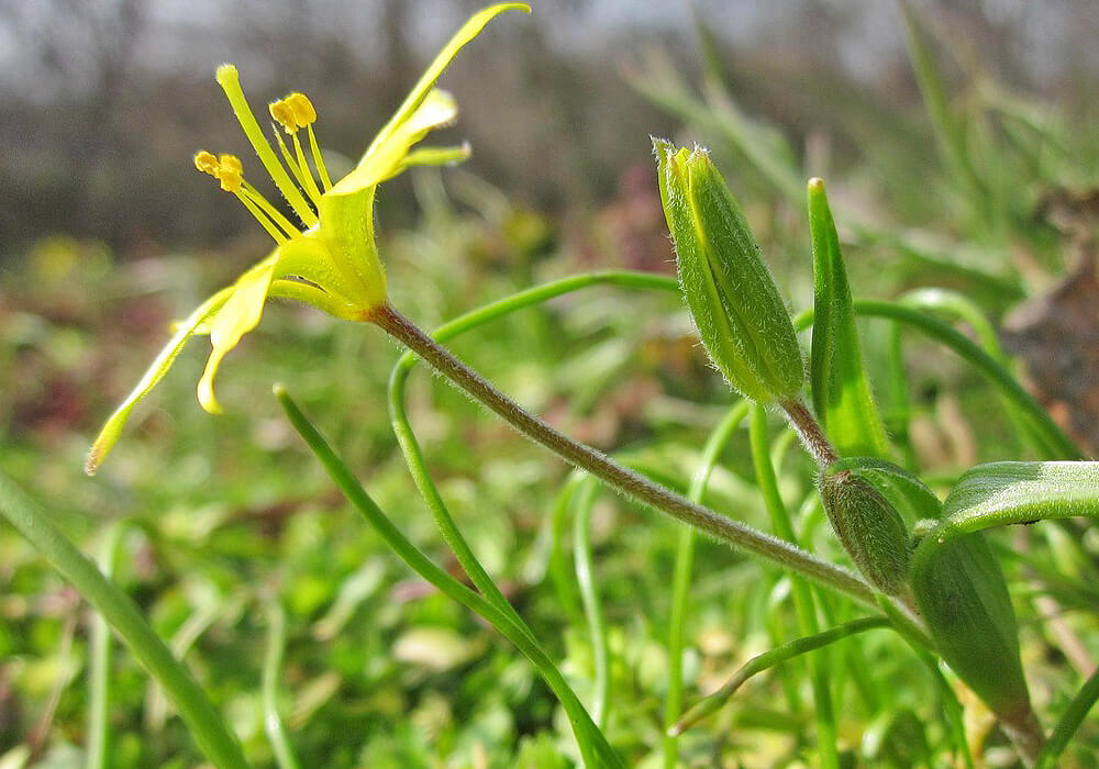 キバナノアマナの花と蕾