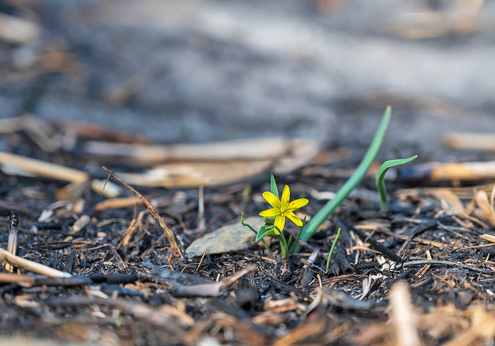 キバナノアマナの花